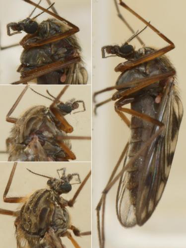 Réf. 252 285 : Macropelopia nebulosa